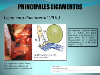 Ligamento Pubouretral (PUL)
Se origina en la porción inferior
de la sínfisis del pubis,
desciende y se inserta en la
parte media de la uretra ,
lateralmente en el músculo
pubococcigeo y en la pared
vaginal.(ATFP)
EUL =ligamento externo uretral;
PUL =ligamento pubouretral;
M = parte media; L = parte lateral.
PRINCIPALES LIGAMENTOS
 