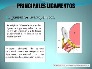  Ligamentos uretropélvicos:
PRINCIPALES LIGAMENTOS
Se originan bilateralmente en los
ligamentos pubouretrales, en su
punto de inserción en la fascia
pubocervical y se funden en la
región central.
Principal elemento de soporte
suburetral, actúa en conjunto con
ligamento pubouretral en los
mecanismos de continencia y micción
 