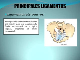  Ligamentos uterosacros:
PRINCIPALES LIGAMENTOS
Se originan bilateralmente en la cara
anterior del sacro y se insertan en la
fascia pubocervical en el apice
vaginal, integrando el anillo
pericervical.
 