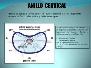 Rodea la cervix y actúa como un punto cardinal de los ligamento
úterosacro, fascia pubocervical y fascia rectovaginal.
El rol del anillo cervical con relación a la
fascia pélvica es que todas las fascias y los
ligamentos se inserten directa o
indirectamente en el anillo cervical
CL = ligamento Cardinal,
RVF = fascia rectovaginal,
USL = ligamento útero sacro,
ATFP = Arco tendinoso de la fascia
pélvica
ANILLO CERVICAL
 