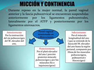 MICCIÓN Y CONTINENCIA
 Durante reposo en la mujer normal, la pared vaginal
anterior y la fascia pubocervical se encuentran suspendidas
anteriormente por los ligamentos pubouretrales,
lateralmente por el ATFP y posteriormente por los
ligamentos uterosacros.
Pared vaginal
tensionada en
3 direccciones
Anteriormente
Por la contracción
del eje pubococcigeo
del M. elevador del
ano,
Posteriormente
Por el plató elevador
del ano ( porción
posterior músculo
pubococcigeo y por los
músculos ilio e
isquiococcigeos)
Inferiormente
Por el músculo
longitudinal del ano
( que se extiende de la
fascia del M. elevador
del ano hasta la región
perianal, compuesto por
fibras de los musculos
pubococcigeos,
pubouretral e
iliococcigeo)
 