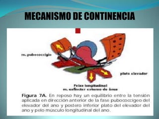 MECANISMO DE CONTINENCIA
 