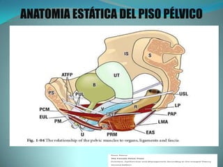 ANATOMIA ESTÁTICA DEL PISO PÉLVICO
 