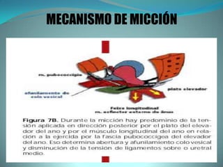 MECANISMO DE MICCIÓN
 