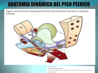 ANATOMIA DINÁMICA DEL PISO PÉLVICO
 