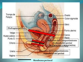 Diafragma pélvico
Músculos del Compartimiento
Profundo del periné
DIAFRAGMA UROGENITAL
Músculos del Compartimiento
superficial del periné
Membrana perineal
 