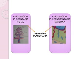 CIRCULACION
PLACENTARIA
FETAL
CIRCULACION
PLACENTCENTARIA
MATERNA
MEMBRANA
PLACENTARIA
 