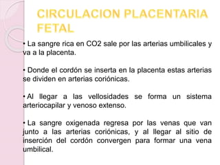 • La sangre rica en CO2 sale por las arterias umbilicales y
va a la placenta.
• Donde el cordón se inserta en la placenta estas arterias
se dividen en arterias coriónicas.
• Al llegar a las vellosidades se forma un sistema
arteriocapilar y venoso extenso.
• La sangre oxigenada regresa por las venas que van
junto a las arterias coriónicas, y al llegar al sitio de
inserción del cordón convergen para formar una vena
umbilical.
 