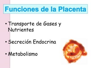 • Transporte de Gases y
Nutrientes
• Secreción Endocrina
• Metabolismo
 