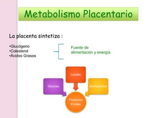 Metabolismo Placentario
La placenta sintetiza :
•Glucógeno
•Colesterol
•Ácidos Grasos
Fuente de
alimentación y energía
Productos
Finales
Glucosa
Lactato
Aminoácidos
 