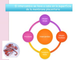 El intercambio se lleva a cabo en la superficie
de la membrana placentaria
Intercambio
Difusión
Simple
Difusión
Facilitada
Transporte
Activo
Pinocitosis
 