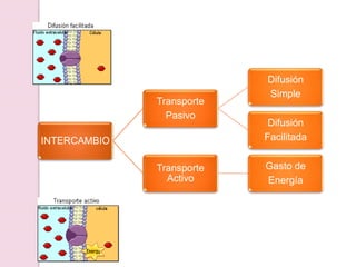 INTERCAMBIO
Transporte
Pasivo
Difusión
Simple
Difusión
Facilitada
Transporte
Activo
Gasto de
Energía
 