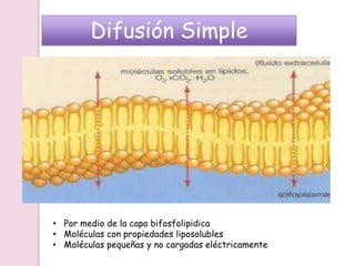 Difusión Simple
• Por medio de la capa bifosfolipidica
• Moléculas con propiedades liposolubles
• Moléculas pequeñas y no cargadas eléctricamente
 