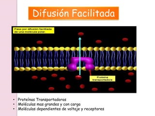 Difusión Facilitada
• Proteínas Transportadoras
• Moléculas mas grandes y con carga
• Moléculas dependientes de voltaje y receptores
 