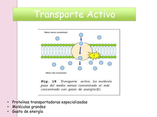 • Proteínas transportadoras especializadas
• Moléculas grandes
• Gasto de energía
Transporte Activo
 
