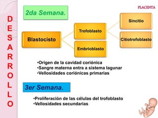 2da Semana.
D
E
S
A
R
R
O
L
L
O
Blastocisto
Trofoblasto
Sincitio
Citiotrofoblasto
Embrioblasto
•Origen de la cavidad coriónica
•Sangre materna entra a sistema lagunar
•Vellosidades coriónicas primarias
3er Semana.
•Proliferación de las células del trofoblasto
•Vellosidades secundarias
 