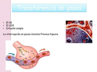 Transferencia de gases
• El 02
• El CO2
• Difusión simple
La interrupción en pocos minutos Provoca hipoxia
 