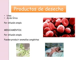 Productos de desecho
• Urea
• Acido Úrico
Por difusión simple
MEDICAMENTOS
Por difusión simple
Pueden producir anomalías congénitas
 