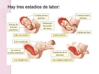 Hay tres estadios de labor:
 