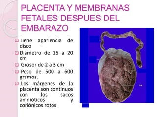 PLACENTA Y MEMBRANAS
FETALES DESPUES DEL
EMBARAZO
 Tiene apariencia de
disco
 Diámetro de 15 a 20
cm
 Grosor de 2 a 3 cm
 Peso de 500 a 600
gramos.
 Los márgenes de la
placenta son continuos
con los sacos
amnióticos y
coriónicos rotos
 