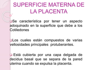 SUPERFICIE MATERNA DE
LA PLACENTA
Se característica por tener un aspecto
adoquinado en la superficie que debe a los
Cotiledones
Los cuales están compuestos de varias
vellosidades principales protuberantes.
 Está cubierta por una capa delgada de
decidua basal que se separa de la pared
uterina cuando se expulsa la placenta.
 