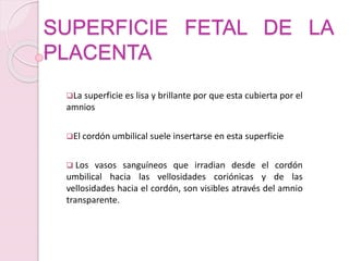 SUPERFICIE FETAL DE LA
PLACENTA
La superficie es lisa y brillante por que esta cubierta por el
amnios
El cordón umbilical suele insertarse en esta superficie
 Los vasos sanguíneos que irradian desde el cordón
umbilical hacia las vellosidades coriónicas y de las
vellosidades hacia el cordón, son visibles através del amnio
transparente.
 