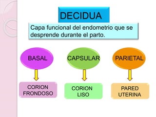 DECIDUA
Capa funcional del endometrio que se
desprende durante el parto.
BASAL CAPSULAR PARIETAL
CORION
FRONDOSO
CORION
LISO
PARED
UTERINA
 
