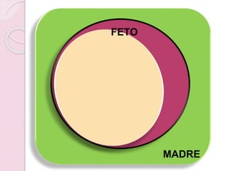 MADRE
FETO
 