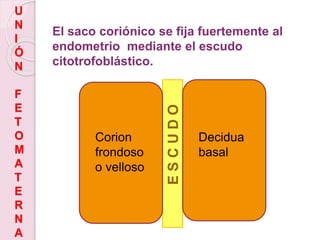 U
N
I
Ó
N
F
E
T
O
M
A
T
E
R
N
A
El saco coriónico se fija fuertemente al
endometrio mediante el escudo
citotrofoblástico.
ESCUDO
Corion
frondoso
o velloso
Decidua
basal
 