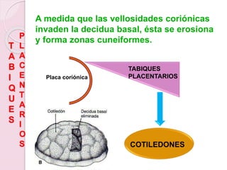 T
A
B
I
Q
U
E
S
P
L
A
C
E
N
T
A
R
I
O
S
A medida que las vellosidades coriónicas
invaden la decidua basal, ésta se erosiona
y forma zonas cuneiformes.
TABIQUES
PLACENTARIOS
COTILEDONES
Placa coriónica
 