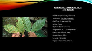 .
Ubicación taxonómica de la
roya del café
Nombre común: roya del café
Sinonimia: Hemileia vastatrix
Clasificación taxonómica
Reino: Fungi
Phylum: Basidiomycota
Subphylum: Puccioniomycotina
Clase: Pucciniomycetes
Orden: Pucciniales
Género: Hemileia
Especie: Hemileia vastatrix
 