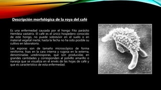 .
Descripción morfológica de la roya del café
Es una enfermedad causada por el hongo Fito parásito
Hemileia vastatrix. El café es el único hospedero conocido
de este hongo, no puede sobrevivir en el suelo o en
material vegetal inerte; hasta la fecha no ha sido posible su
cultivo en laboratorio.
Las esporas son de tamaño microscópico de forma
reniforme, lisas en la cara interna y rugosa en la externa,
denominadas urediniosporas, que son producidas en
grandes cantidades y corresponden al polvillo amarillo o
naranja que se visualiza en el envés de las hojas de café y
que es característico de esta enfermedad.
 