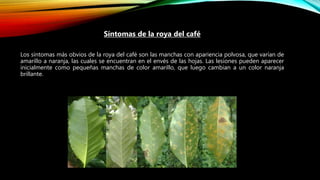 .
Síntomas de la roya del café
Los síntomas más obvios de la roya del café son las manchas con apariencia polvosa, que varían de
amarillo a naranja, las cuales se encuentran en el envés de las hojas. Las lesiones pueden aparecer
inicialmente como pequeñas manchas de color amarillo, que luego cambian a un color naranja
brillante.
 