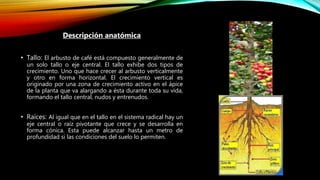 .
Descripción anatómica
• Tallo: El arbusto de café está compuesto generalmente de
un solo tallo o eje central. El tallo exhibe dos tipos de
crecimiento. Uno que hace crecer al arbusto verticalmente
y otro en forma horizontal. El crecimiento vertical es
originado por una zona de crecimiento activo en el ápice
de la planta que va alargando a ésta durante toda su vida,
formando el tallo central, nudos y entrenudos.
• Raíces: Al igual que en el tallo en el sistema radical hay un
eje central o raíz pivotante que crece y se desarrolla en
forma cónica. Esta puede alcanzar hasta un metro de
profundidad si las condiciones del suelo lo permiten.
 