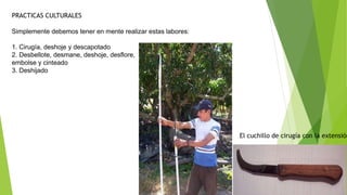PRACTICAS CULTURALES
Simplemente debemos tener en mente realizar estas labores:
1. Cirugía, deshoje y descapotado
2. Desbellote, desmane, deshoje, desflore,
embolse y cinteado
3. Deshijado
El cuchillo de cirugía con la extensión
 