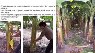 El descapotado se realiza durante la misma labor de cirugía o
deshoje.
Esto permite que la planta utilice las reservas en la vaina de la
hoja y que
cuando la planta aproveche esto eliminarse para no permitir a la
Erwinia se multiplique
mucho.
 