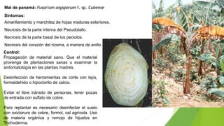 Mal de panamá: Fusarium oxysporum f. sp. Cubense
Síntomas:
Amarillamiento y marchitez de hojas maduras exteriores.
Necrosis de la parte interna del Pseudotallo.
Necrosis de la parte basal de los peciolos.
Necrosis del corazón del rizoma, a manera de anillo.
Control:
Propagación de material sano. Que el material
provenga de plantaciones sanas u examinar la
sintomatología en las plantas madres.
Desinfección de herramientas de corte con lejía,
formaldehido o hipoclorito de calcio.
Evitar el libre tránsito de personas, tener pozas
de entrada con sulfato de cobre.
Para replantar es necesario desinfectar el suelo
con oxicloruro de cobre, formol, cal agrícola. Uso
de materia orgánica y remojo de hijuelos en
Trichoderma.
 