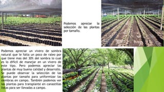 Podemos apreciar la
selección de las plantas
por tamaño.
Podemos apreciar un vivero de sombra
natural que le falta un poco de raleo por
que tiene mas del 30% del sombra lo cual
es lo difícil de manejar en un vivero de
este tipo. Pero podemos apreciar las
plantas de muy buena calidad y desarrollo.
Se puede observar la selección de las
plantas por tamaño para uniformizar las
siembras en campo. También podemos ver
las plantas para transplante en canastillas
listas para ser llevadas a campo.
 