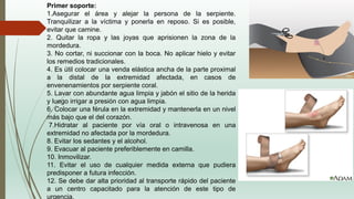 Primer soporte:
1.Asegurar el área y alejar la persona de la serpiente.
Tranquilizar a la víctima y ponerla en reposo. Si es posible,
evitar que camine.
2. Quitar la ropa y las joyas que aprisionen la zona de la
mordedura.
3. No cortar, ni succionar con la boca. No aplicar hielo y evitar
los remedios tradicionales.
4. Es útil colocar una venda elástica ancha de la parte proximal
a la distal de la extremidad afectada, en casos de
envenenamientos por serpiente coral.
5. Lavar con abundante agua limpia y jabón el sitio de la herida
y luego irrigar a presión con agua limpia.
6. Colocar una férula en la extremidad y mantenerla en un nivel
más bajo que el del corazón.
7.Hidratar al paciente por vía oral o intravenosa en una
extremidad no afectada por la mordedura.
8. Evitar los sedantes y el alcohol.
9. Evacuar al paciente preferiblemente en camilla.
10. Inmovilizar.
11. Evitar el uso de cualquier medida externa que pudiera
predisponer a futura infección.
12. Se debe dar alta prioridad al transporte rápido del paciente
a un centro capacitado para la atención de este tipo de
urgencia.
 