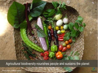 Biodiversity and the next generation Green Revolution