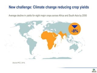 New challenge: Climate change reducing crop yields
Average decline in yields for eight major crops across Africa and South...