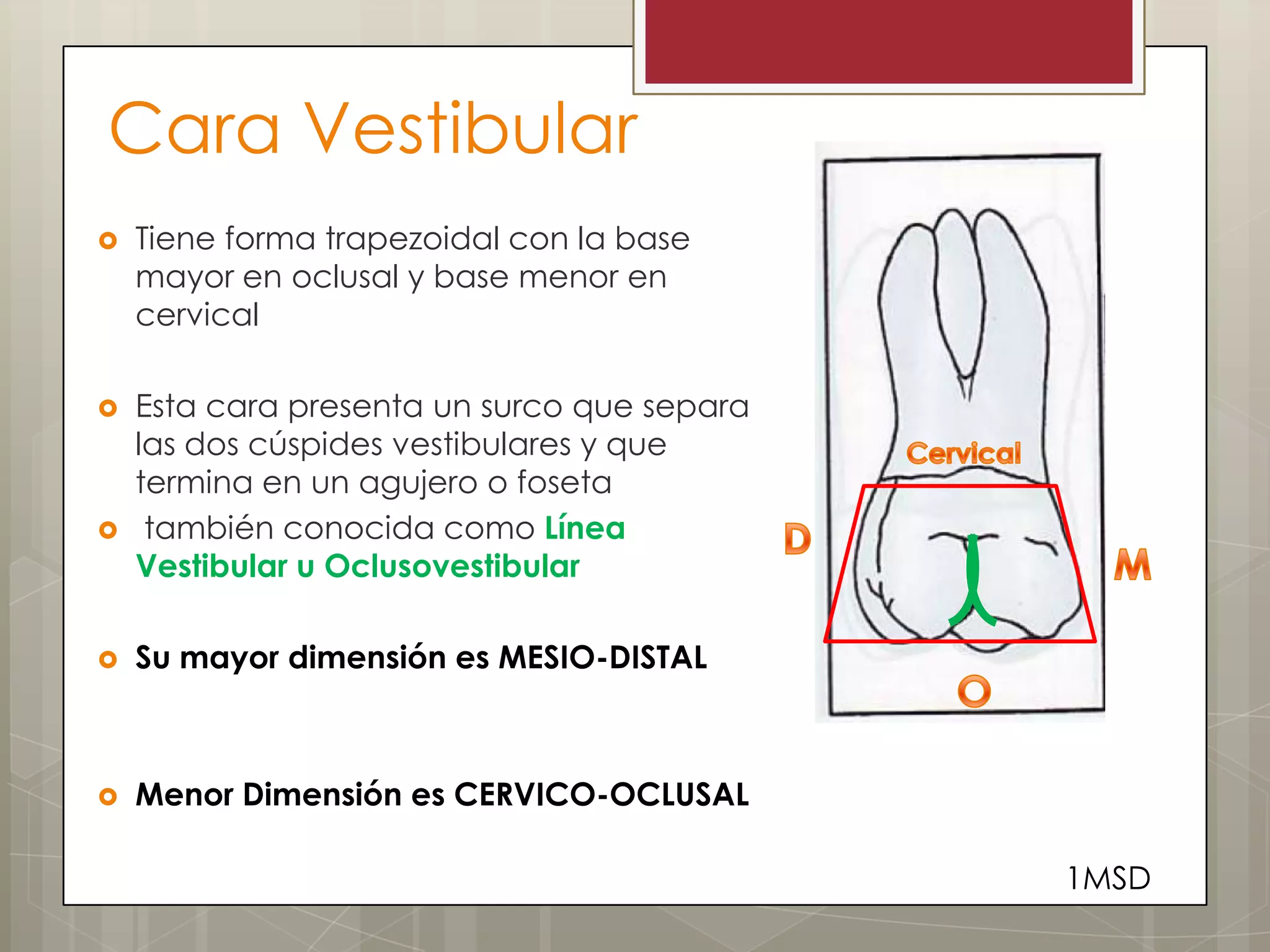 Mollar Rasmi Anatomía Oclusal Del Primer Molar Maxilar Anatomia Primeiro Molar