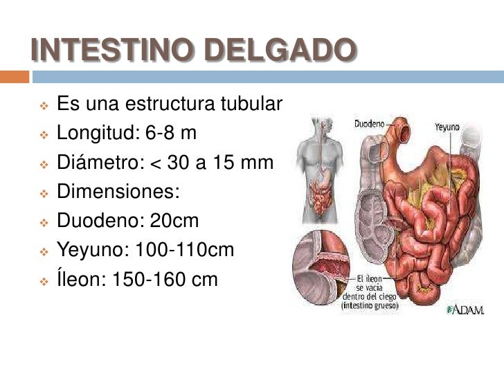 Cuantos Metros Tiene El Intestino Delgado