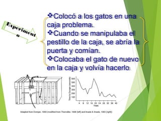 Experimento
Colocó a los gatos en una
caja problema.
Cuando se manipulaba el
pestillo de la caja, se abría la
puerta y comían.
Colocaba el gato de nuevo
en la caja y volvía hacerlo.
Colocó a los gatos en una
caja problema.
Cuando se manipulaba el
pestillo de la caja, se abría la
puerta y comían.
Colocaba el gato de nuevo
en la caja y volvía hacerlo.
 