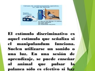 El estímulo discriminativo es
aquel estímulo que señaliza si
el manipulandum funciona.
Suelen utilizarse un sonido o
una luz. En una sesión de
aprendizaje, se puede enseñar
al animal que pulsar la
palanca sólo es efectivo si hay
 