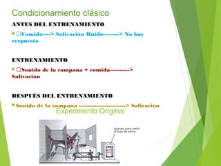 Condicionamiento clásico
ANTES DEL ENTRENAMIENTO
Comida----> Salivación Ruido--------> No hay
respuesta
ENTRENAMIENTO
Sonido de la campana + comida---------->
Salivación
DESPUÉS DEL ENTRENAMIENTO
Sonido de la campana ------------------------> Salivación
Experimento Original
 