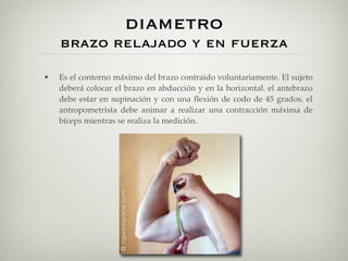 diametro
    brazo relajado y en fuerza

•   Es el contorno máximo del brazo contraido voluntariamente. El sujeto
    deberá colocar el brazo en abducción y en la horizontal. el antebrazo
    debe estar en supinación y con una ﬂexión de codo de 45 grados. el
    antropometrista debe animar a realizar una contracción máxima de
    bíceps mientras se realiza la medición.
 