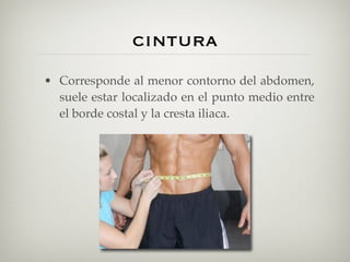 cintura
• Corresponde al menor contorno del abdomen,
  suele estar localizado en el punto medio entre
  el borde costal y la cresta iliaca.
 