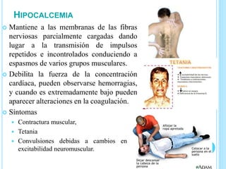 HIPOCALCEMIA
 Mantiene a las membranas de las fibras
nerviosas parcialmente cargadas dando
lugar a la transmisión de impulsos
repetidos e incontrolados conduciendo a
espasmos de varios grupos musculares.
 Debilita la fuerza de la concentración
cardíaca, pueden observarse hemorragias,
y cuando es extremadamente bajo pueden
aparecer alteraciones en la coagulación.
 Síntomas
 Contractura muscular,
 Tetania
 Convulsiones debidas a cambios en la
excitabilidad neuromuscular.
 