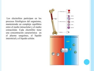 Los electrolitos participan en los
procesos fisiológicos del organismo,
manteniendo un complejo equilibrio
entre el medio intracelular y el medio
extracelular. Cada electrólito tiene
una concentración característica en
el plasma sanguíneo, el líquido
intersticial y el líquido celular.
 